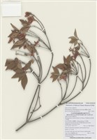 藏品(棲蘭山杜鵑)的圖片